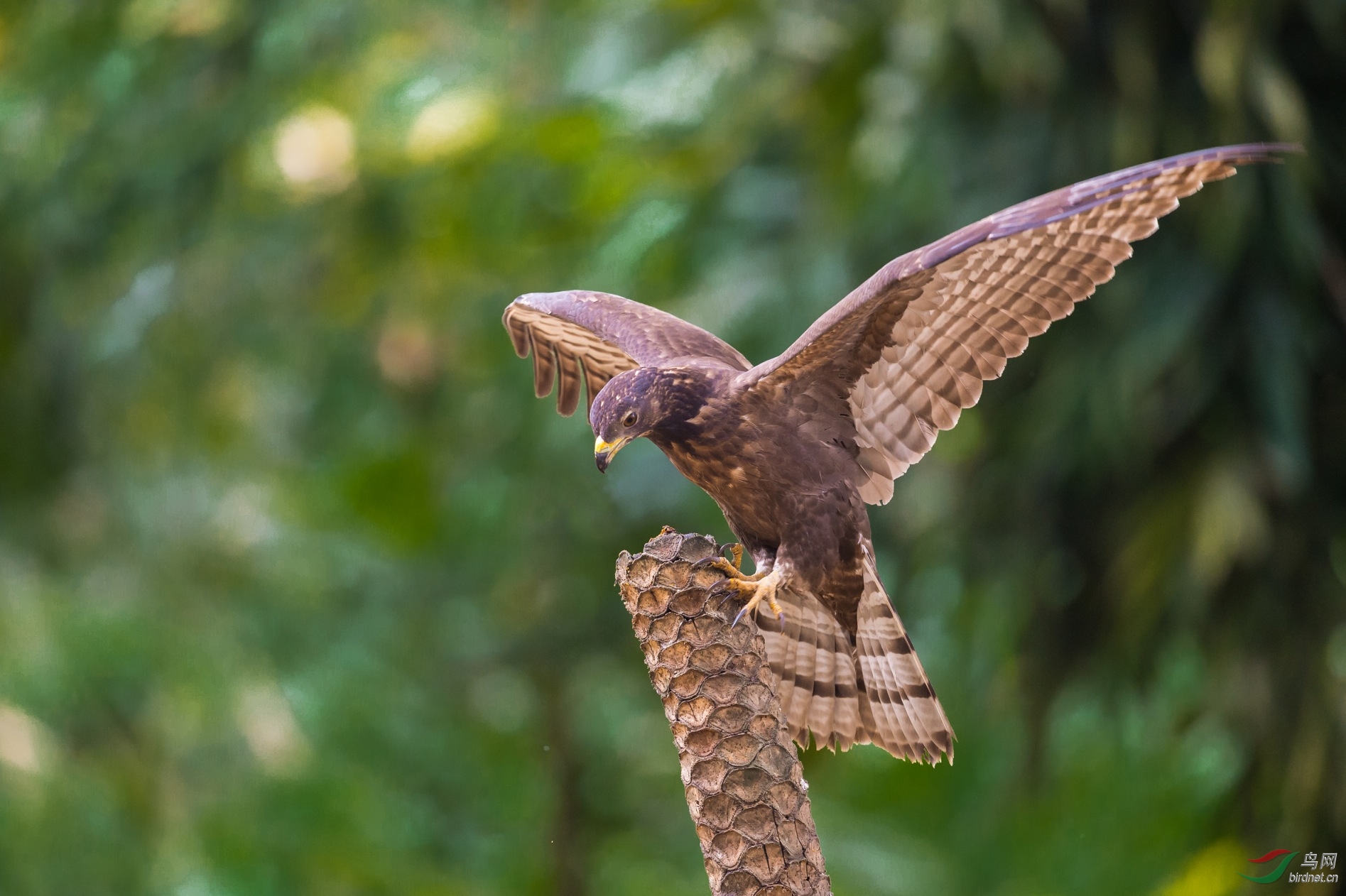 (凤头蜂鹰)蜂鹰