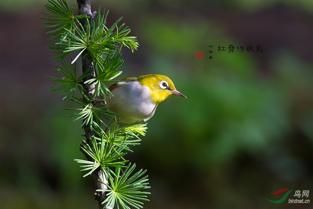 (紅脅繡眼鳥)紅脅繡眼鳥