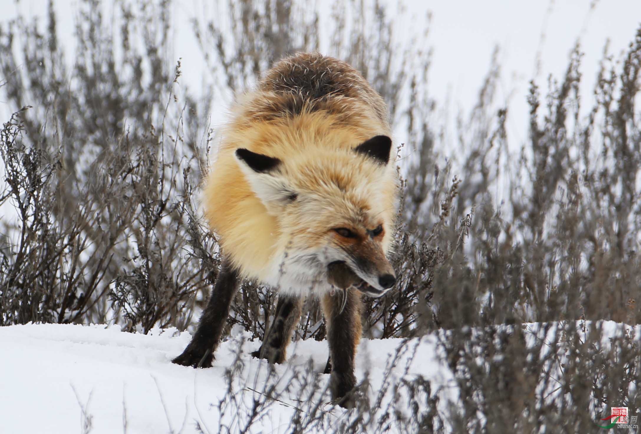 美国黄石国家公园拍摄到狐狸扑捉田鼠精彩瞬间