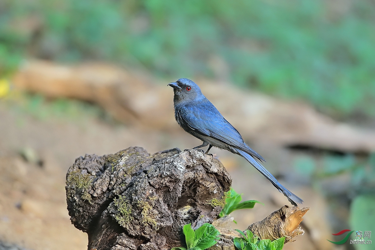 乌鹃,一种容易被错认为卷尾的鸟