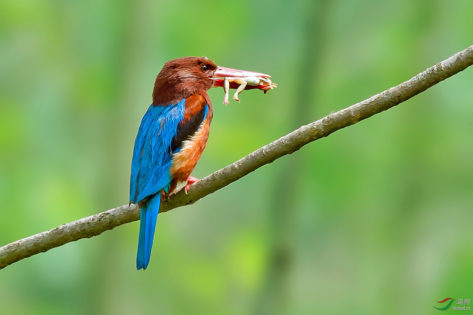 (白胸翡翠)华丽照亮白胸翡翠