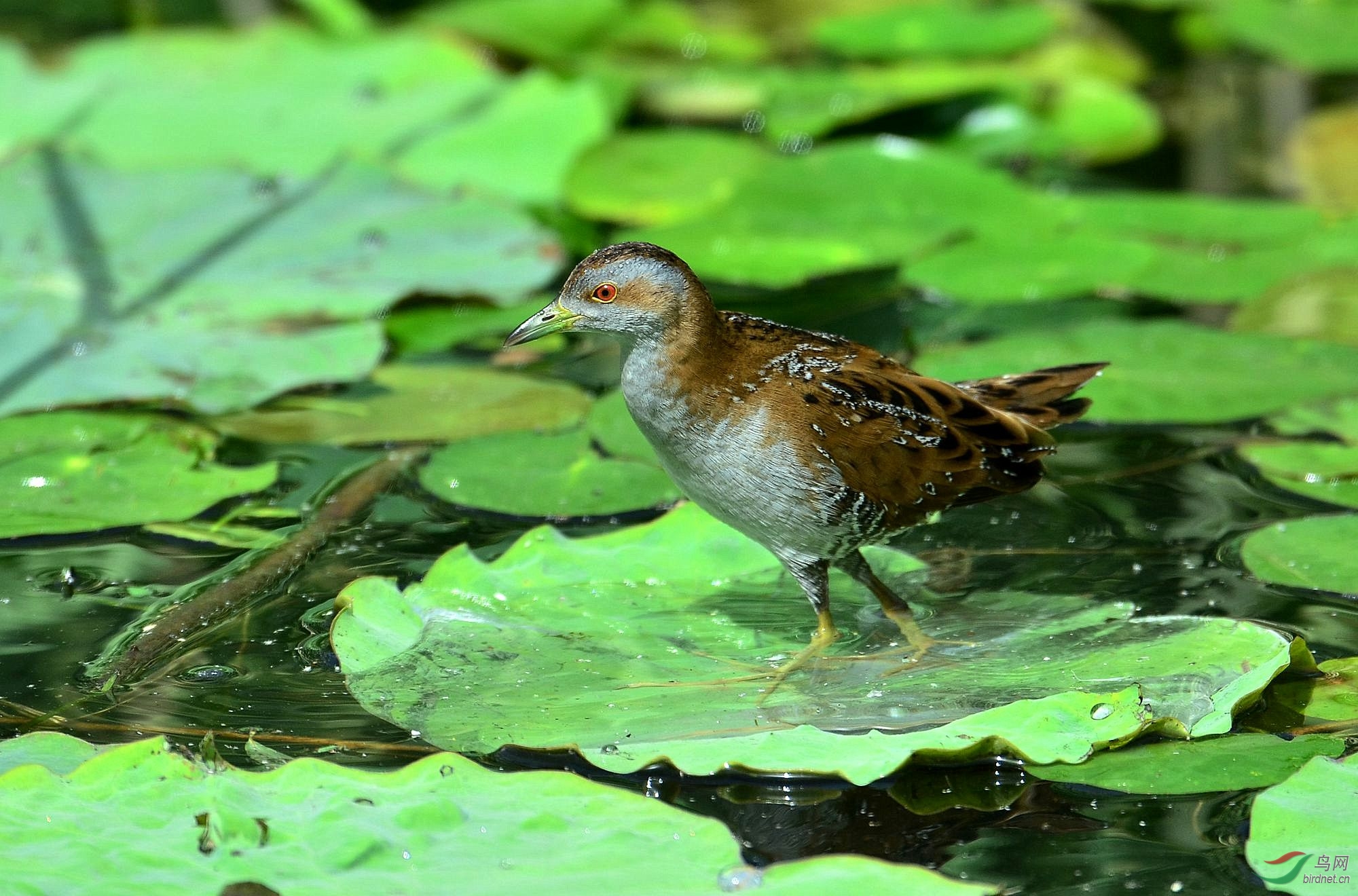 小田鸡