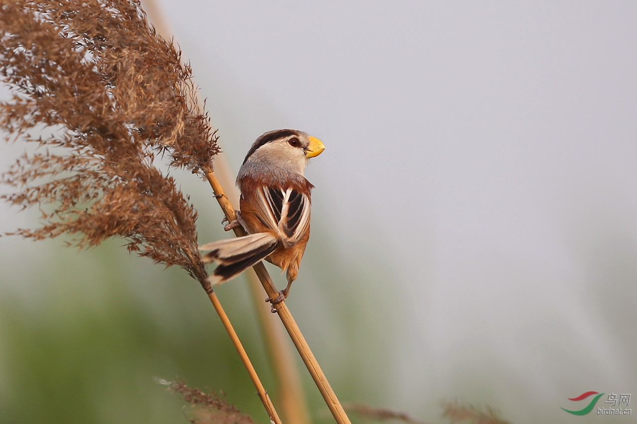 震旦鸦雀鸟中熊猫震旦鸦雀