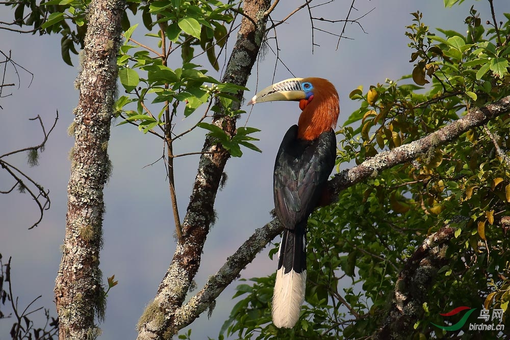 (棕颈犀鸟)2014时间去哪儿了(二)——幸福的不丹