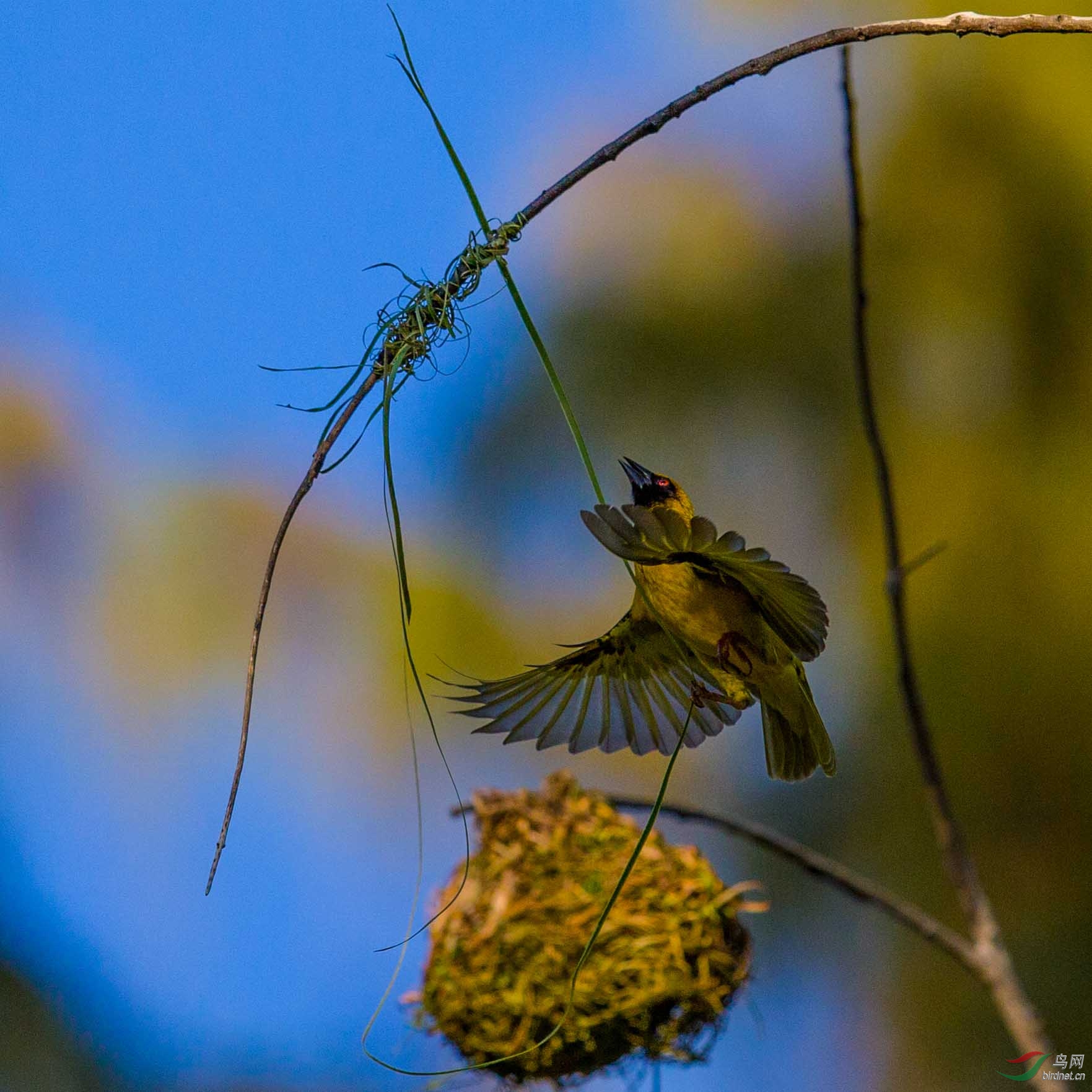 织巢鸟