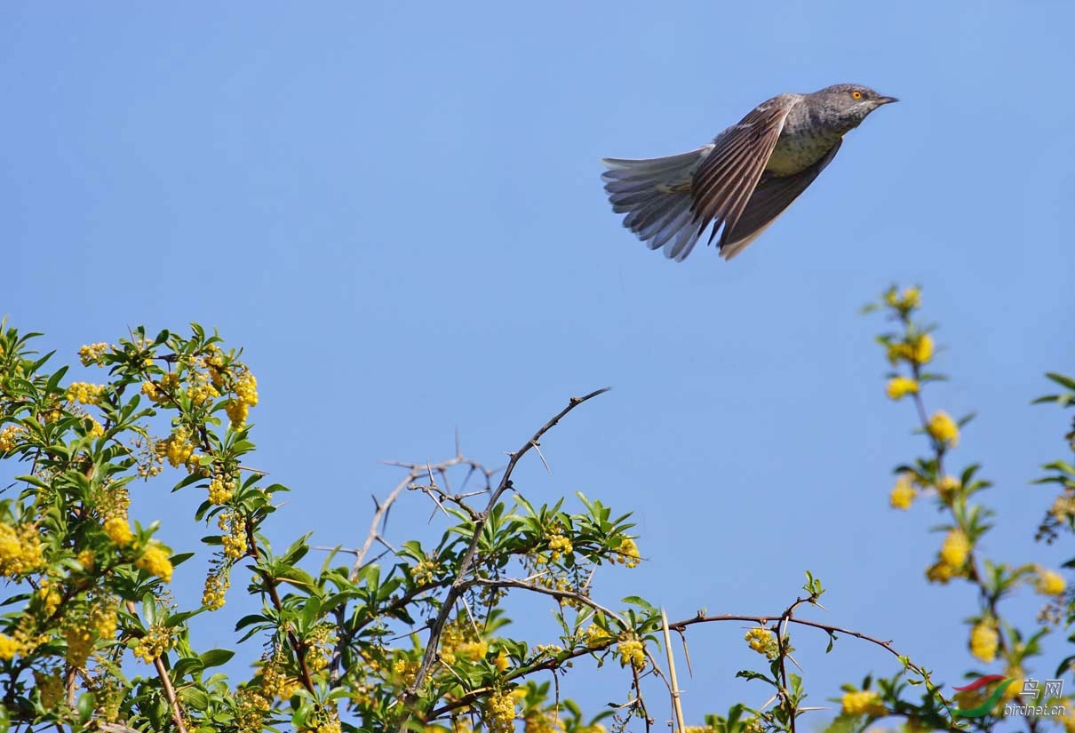 横斑林莺飞走了