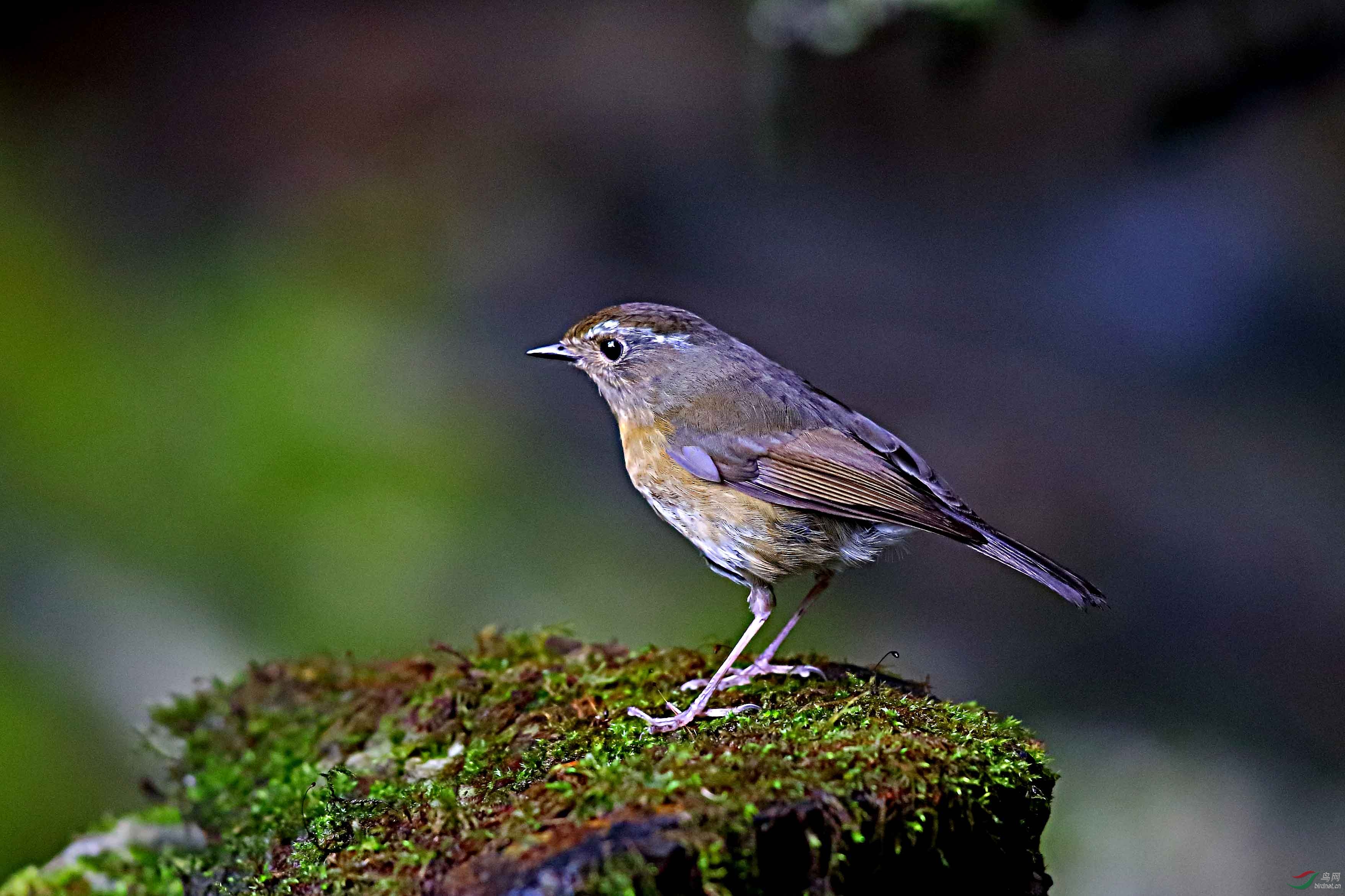 一对台湾白眉林鸲