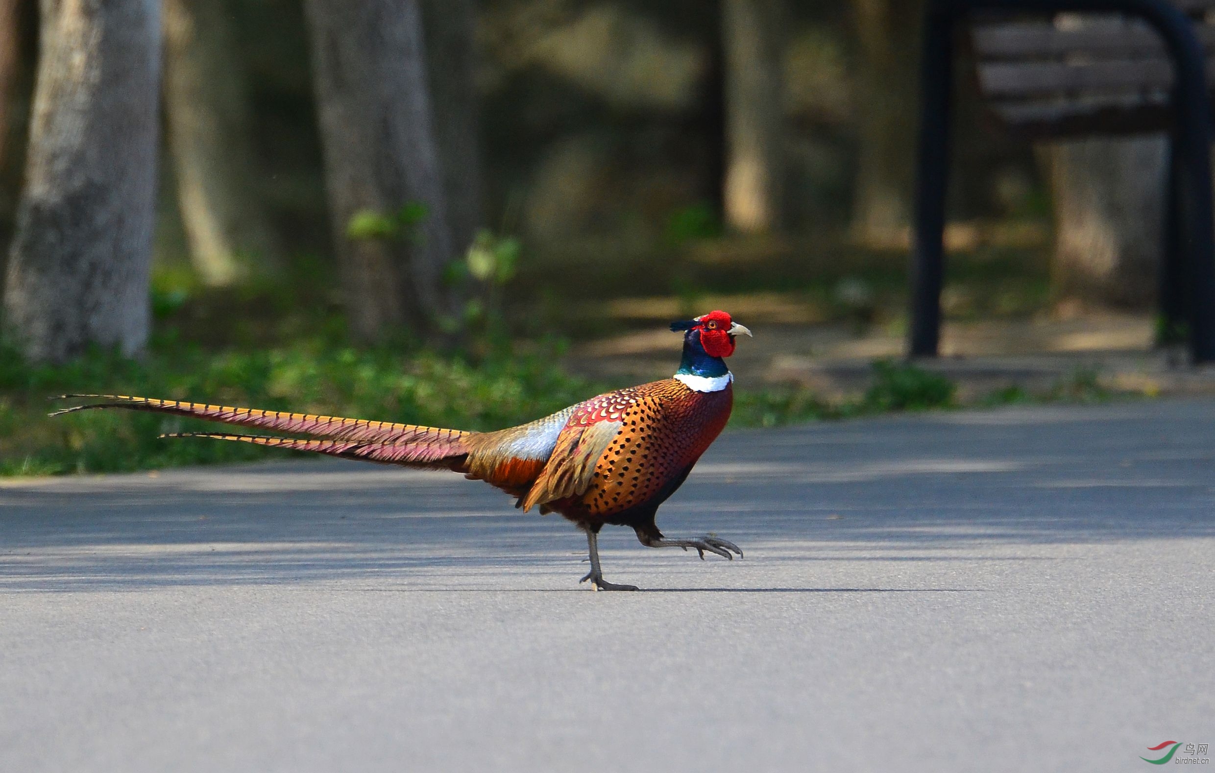 雉鸡过马路全过程