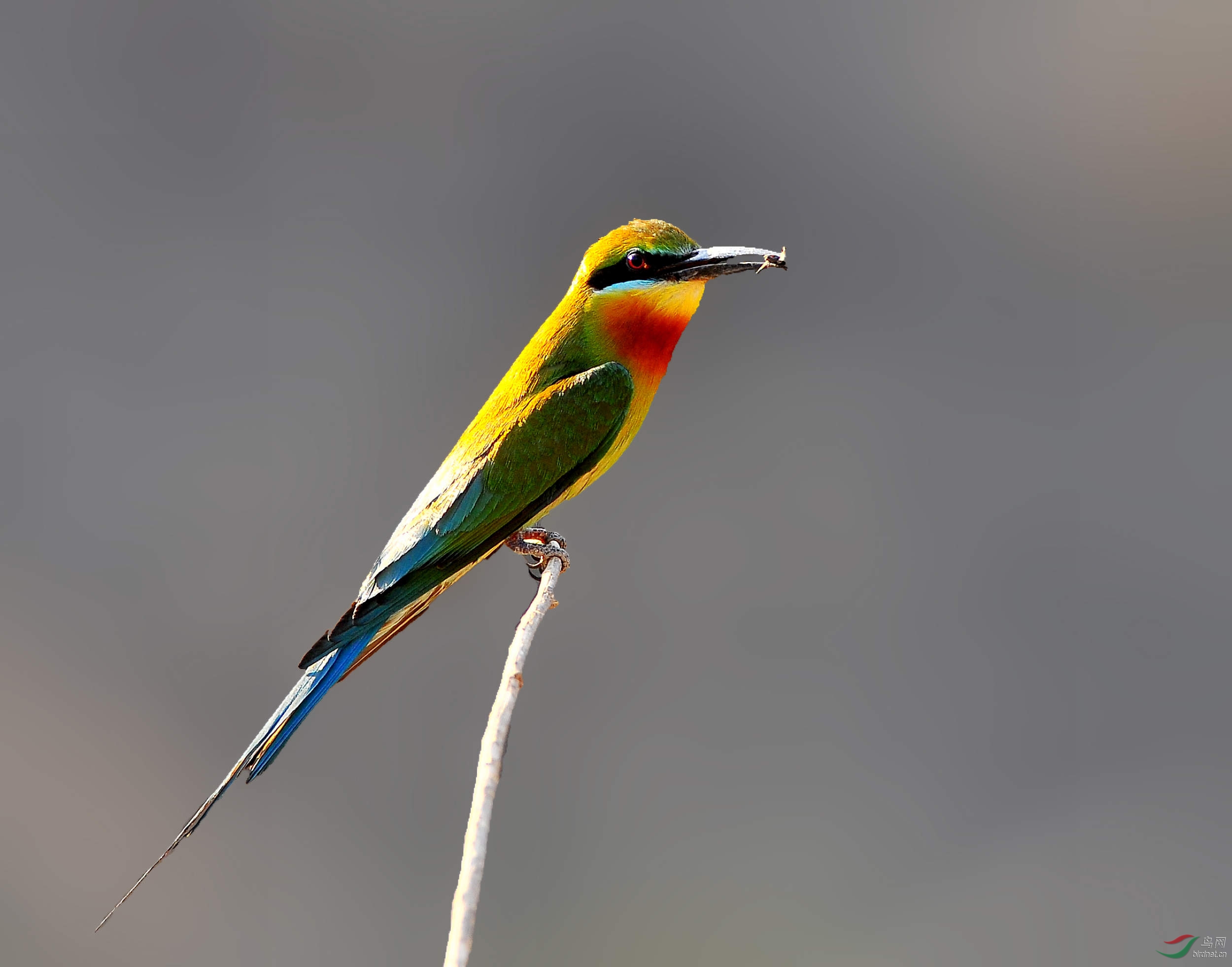 夕阳的翅膀——栗喉蜂虎