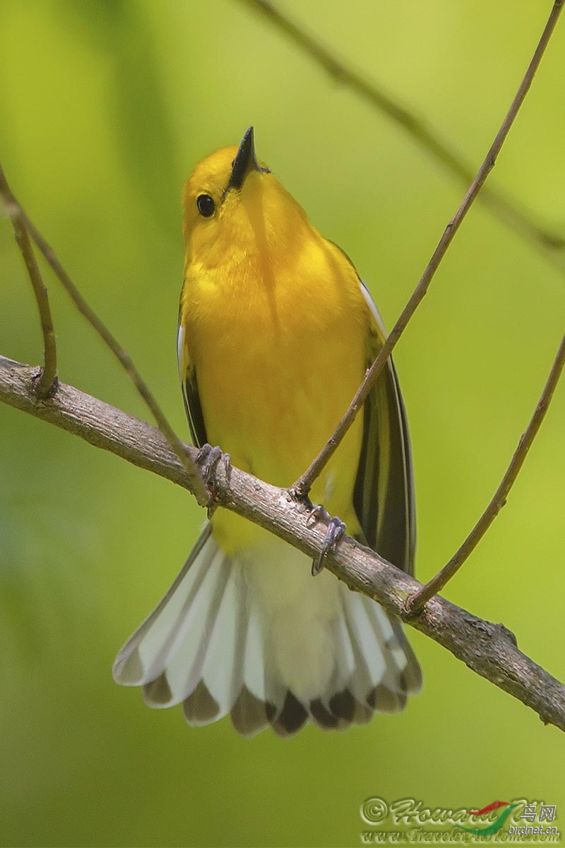 最近拍得北美林莺