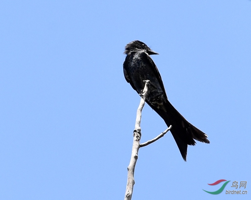 今日去大兴拍鹰无意竟拍到黑卷尾别名:铁燕子,黑乌秋,黑鱼尾燕.