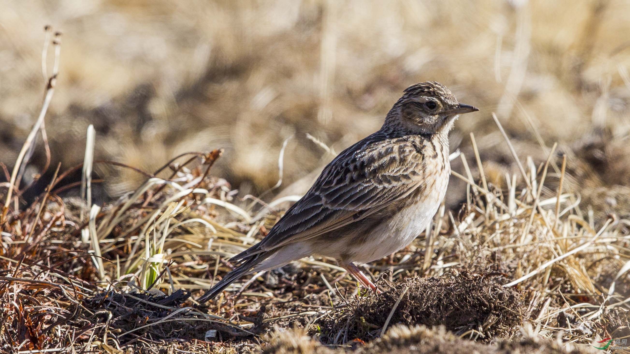 请教鸟名是云雀还是鹩