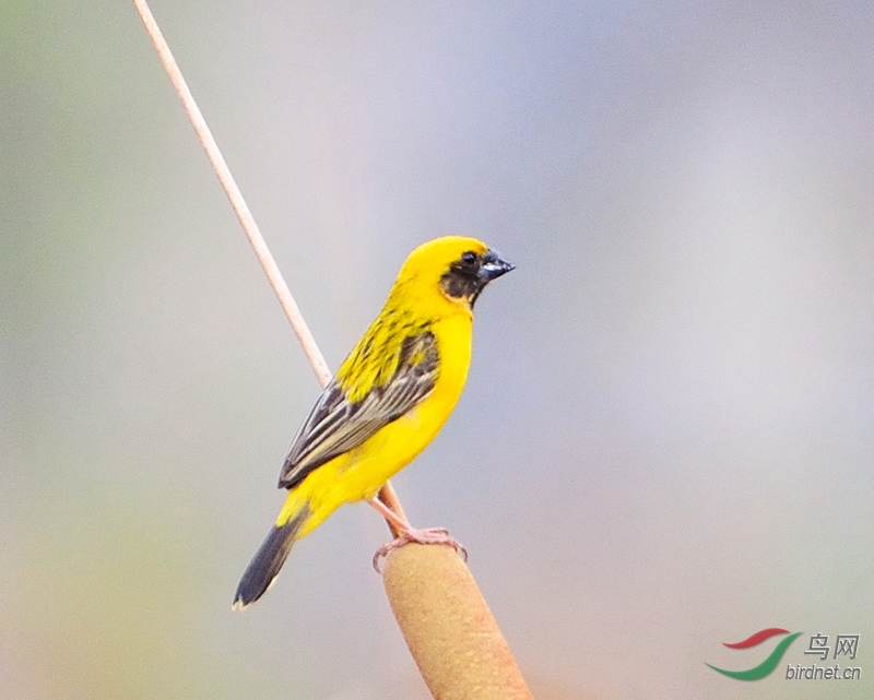 (黑喉织雀) 织布鸟