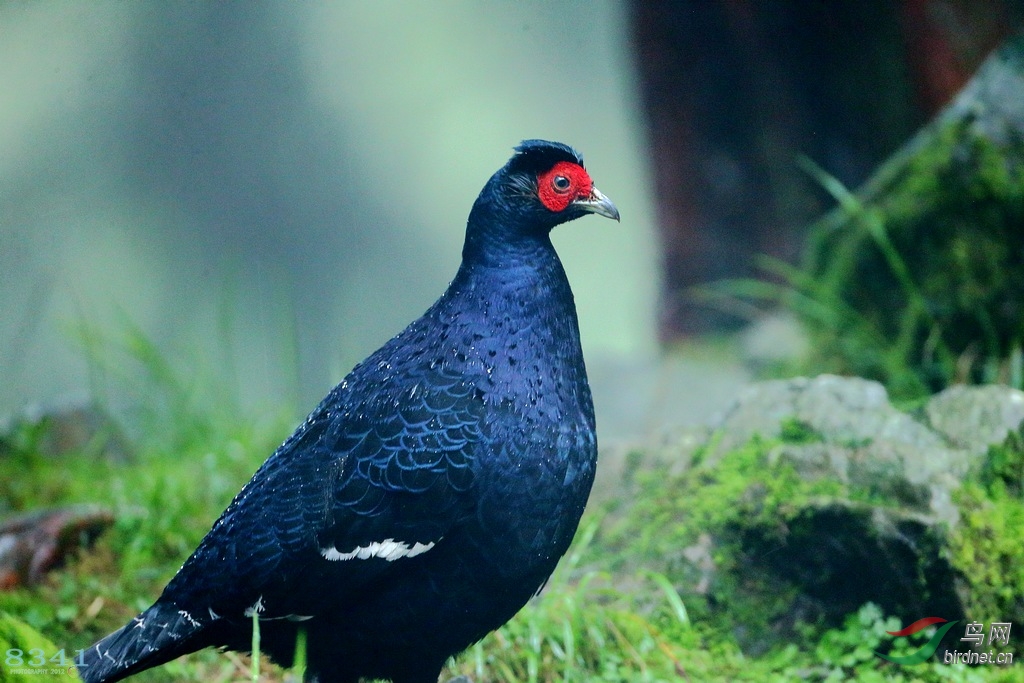 台湾帝雉(黑长尾雉)