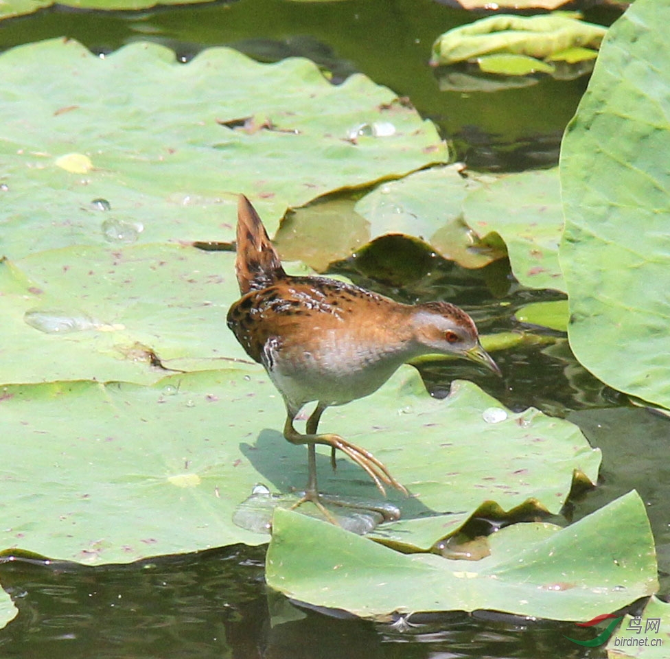 水靈田水雞 - 鳥網 - powered by discuz!