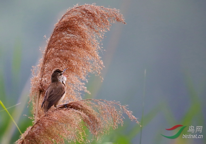 芦苇尖上的歌唱家