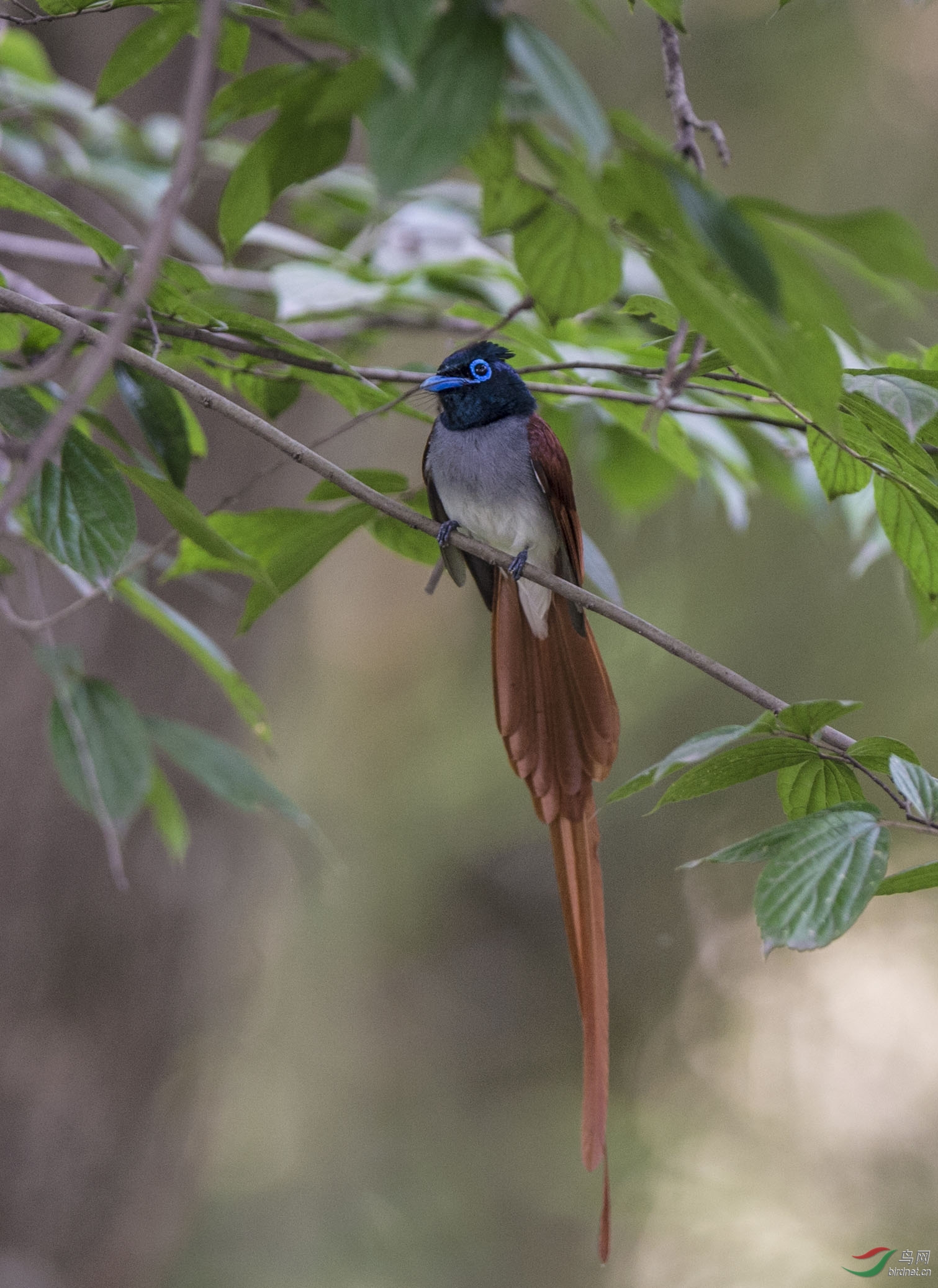 林缘疏林和竹林中的鸟