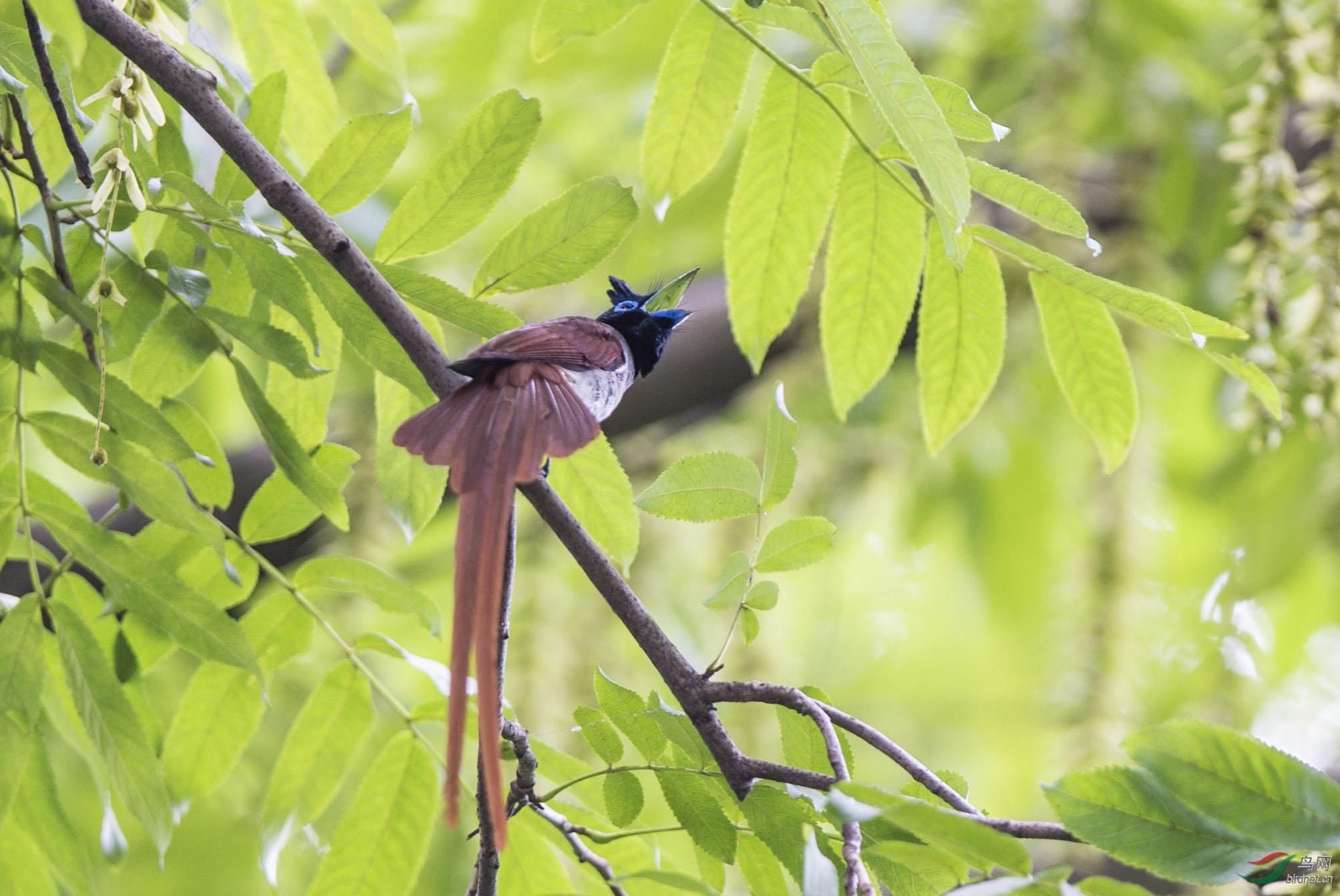林缘疏林和竹林中的鸟