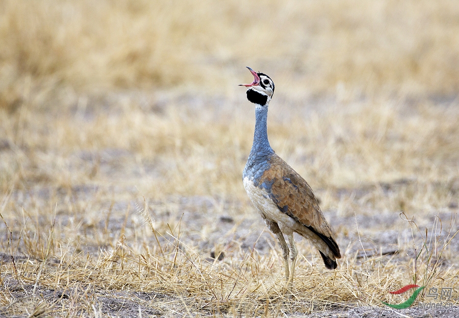 白腹鸨中国的鸨与非洲的鸨一比太难拍了白腹鸨whitebelliedbustard肯