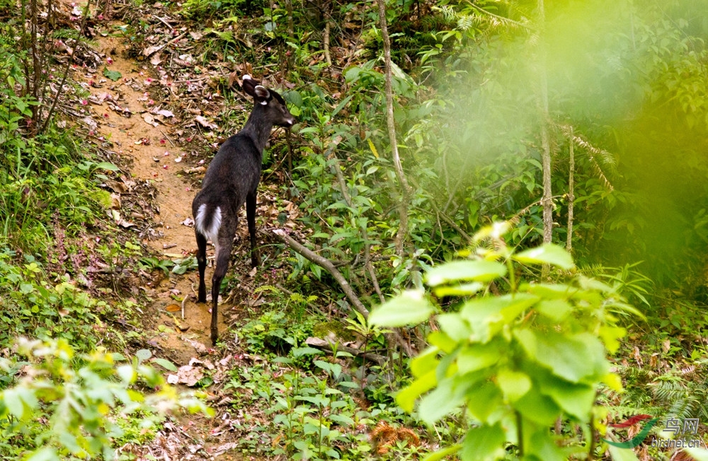 田园艳遇青麂妹儿