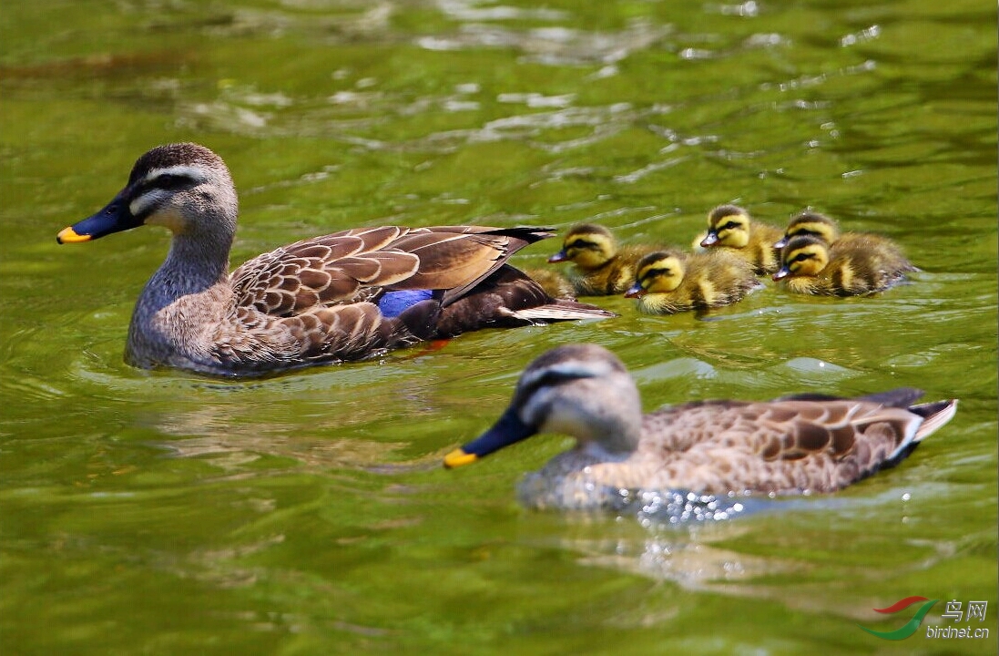 生产队里养了一群小鸭子