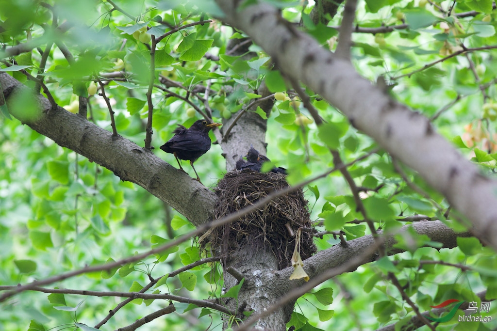 乌鸫鸟巢 300k-3.jpg