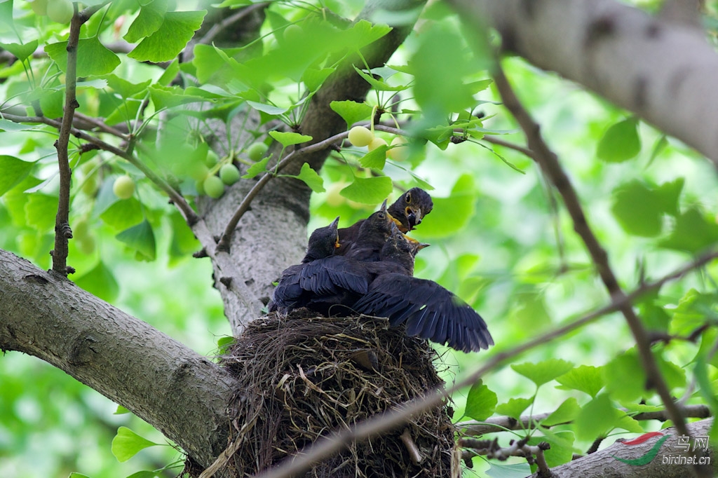 乌鸫鸟巢 300k-4.jpg