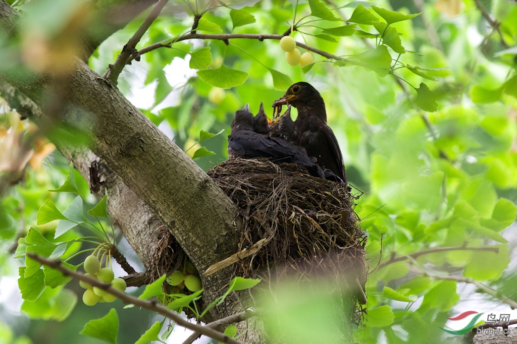 乌鸫鸟巢 300k-5.jpg