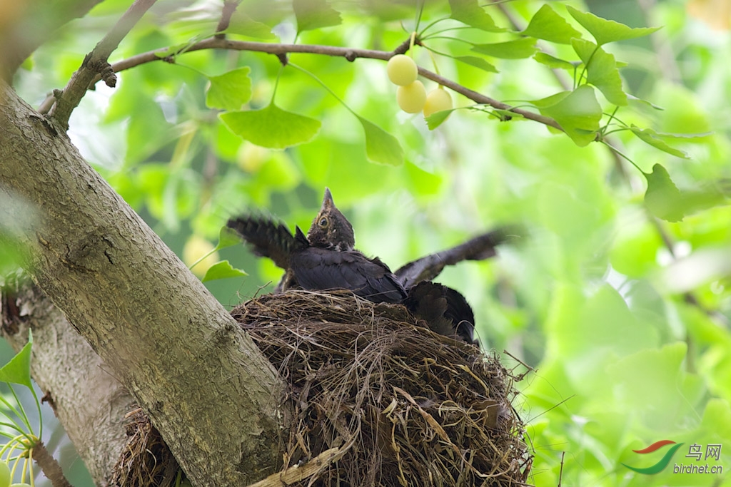乌鸫鸟巢 300k-9.jpg