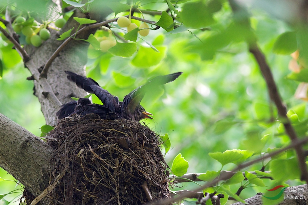 乌鸫鸟巢 300k-10.jpg