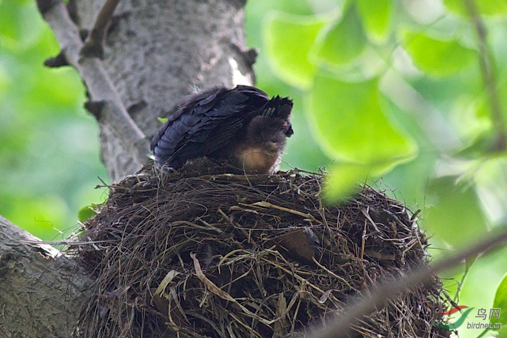 乌鸫鸟巢 300k-11.jpg