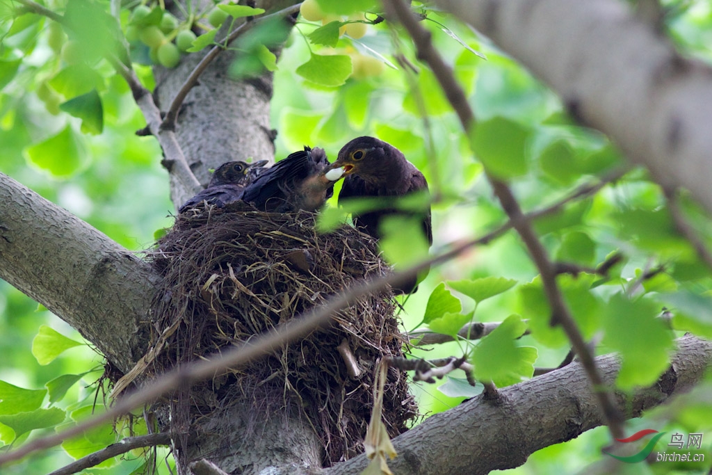 乌鸫鸟巢 300k-13.jpg
