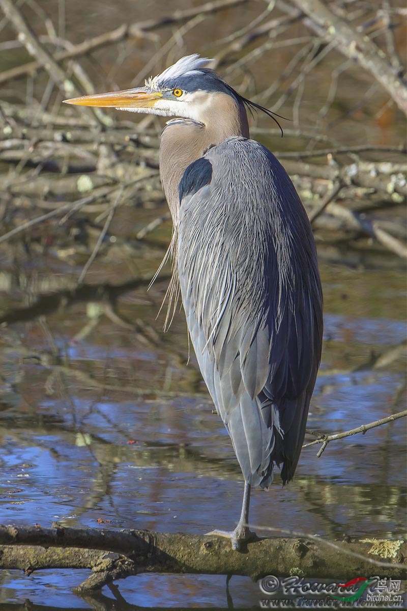 great blue heron 大兰鹭