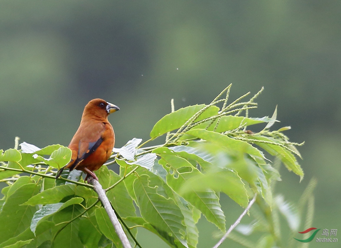 查了许多资料和铁嘴鸟相似,但头部和喉部色彩不一样.