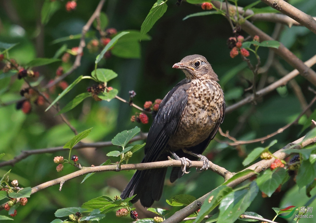 桑葚树上小乌鸫 - 四川版 sichuan 鸟网