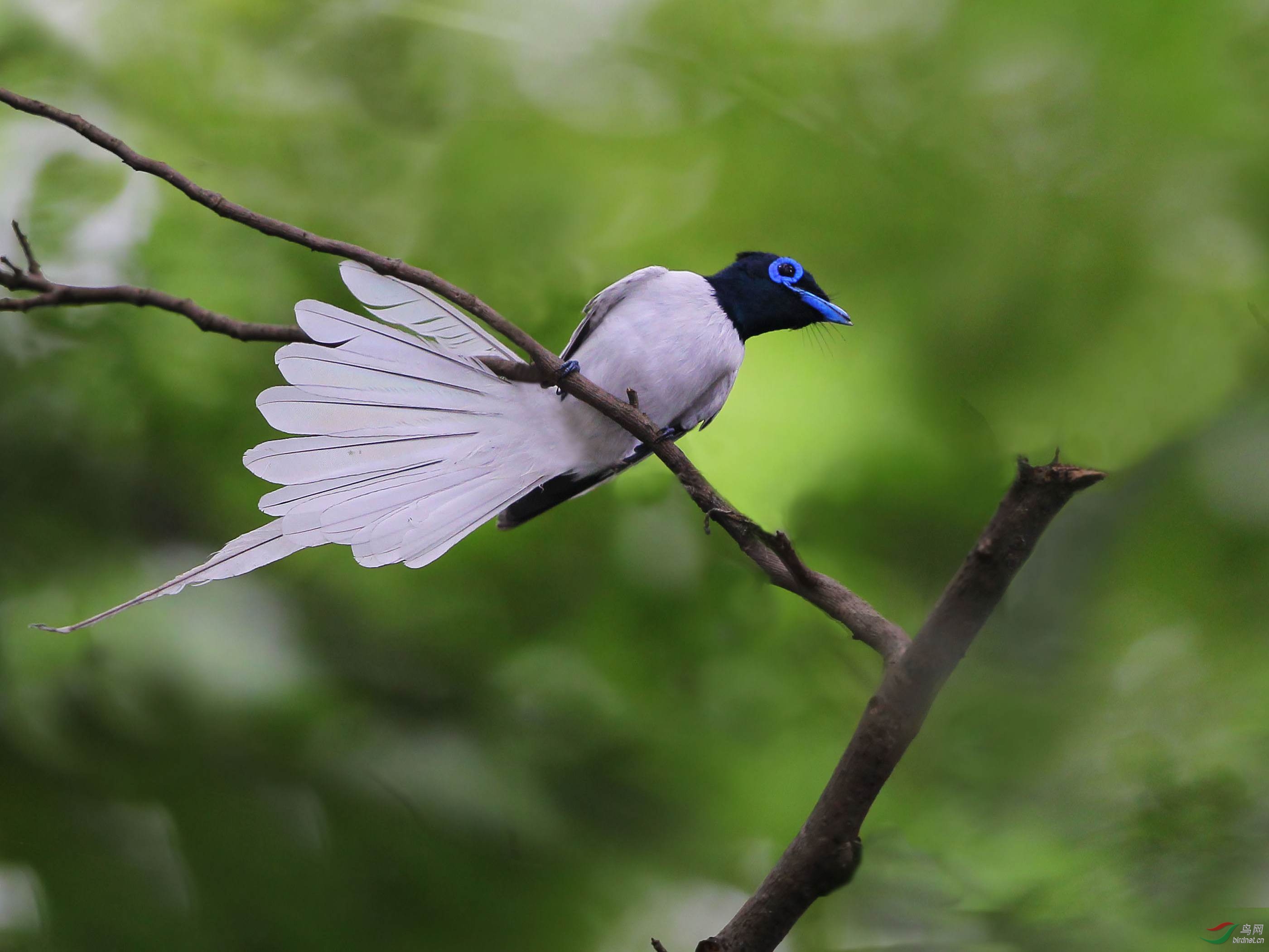 长长的尾巴是寿带