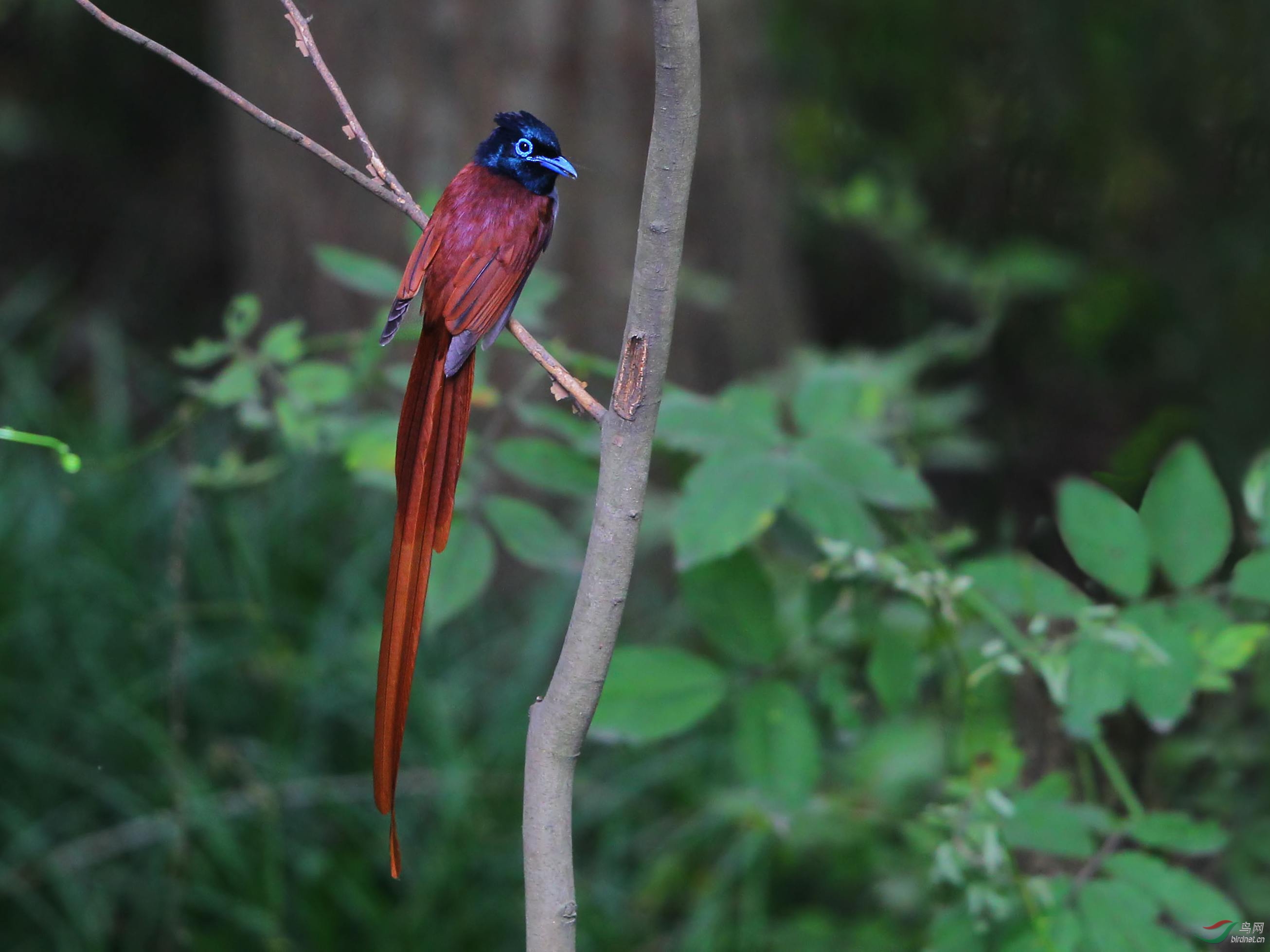 长长的尾巴是寿带