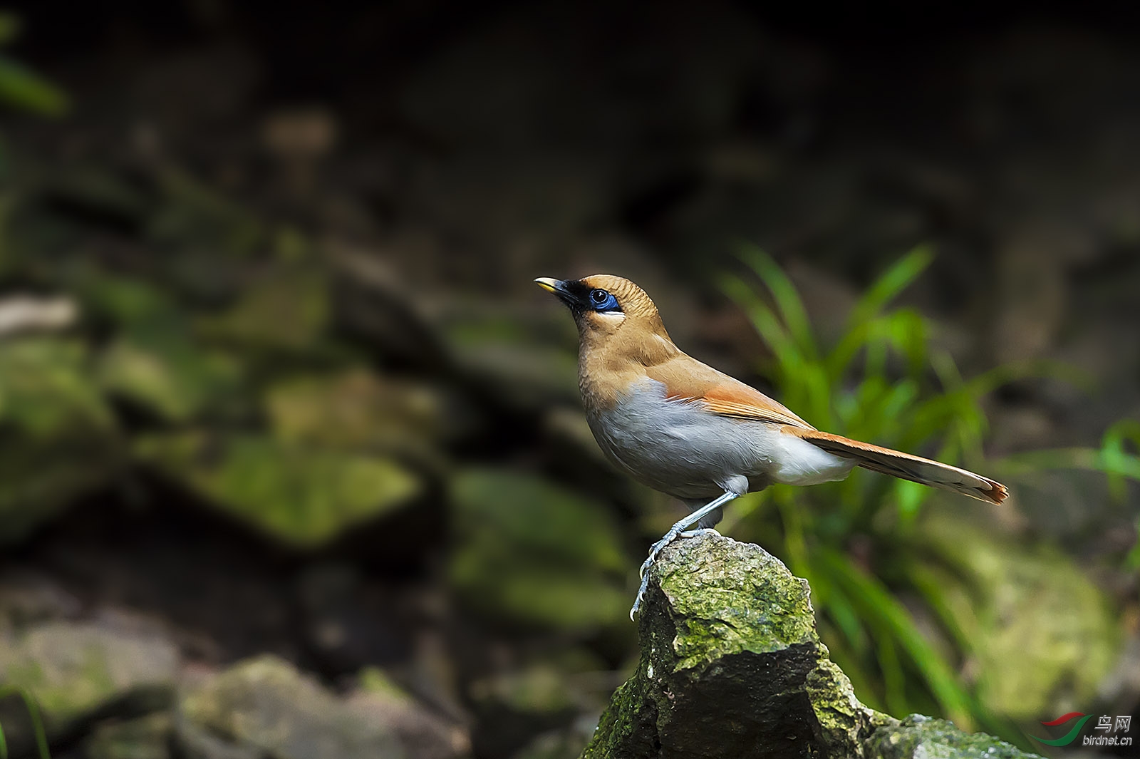 三清山上棕噪鹛