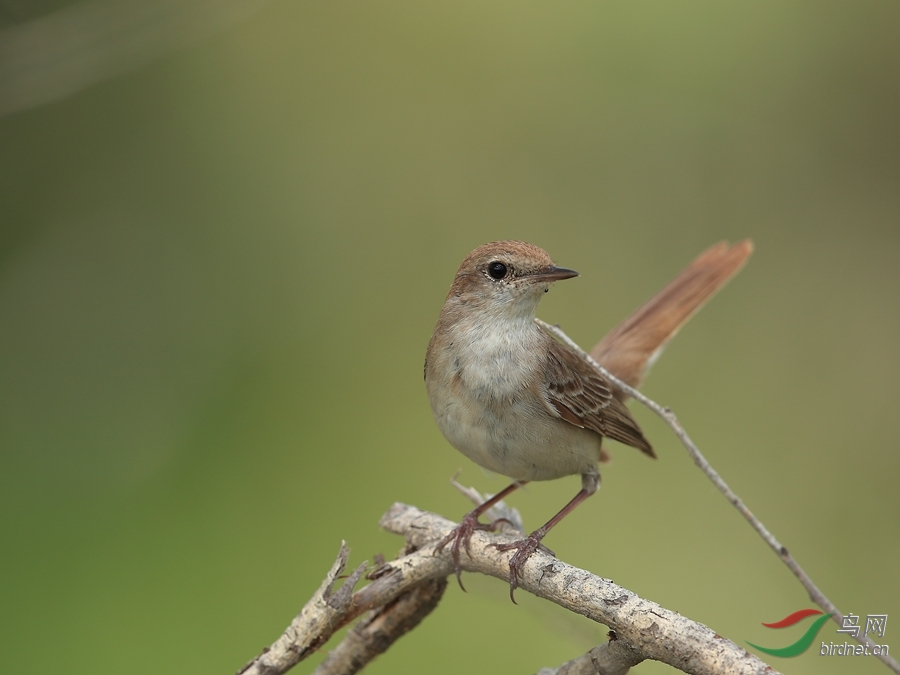 宽尾树莺 - 新疆版 xinjiang 鸟网
