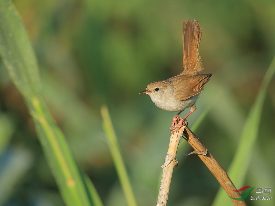 宽尾树莺 - 新疆版 xinjiang 鸟网