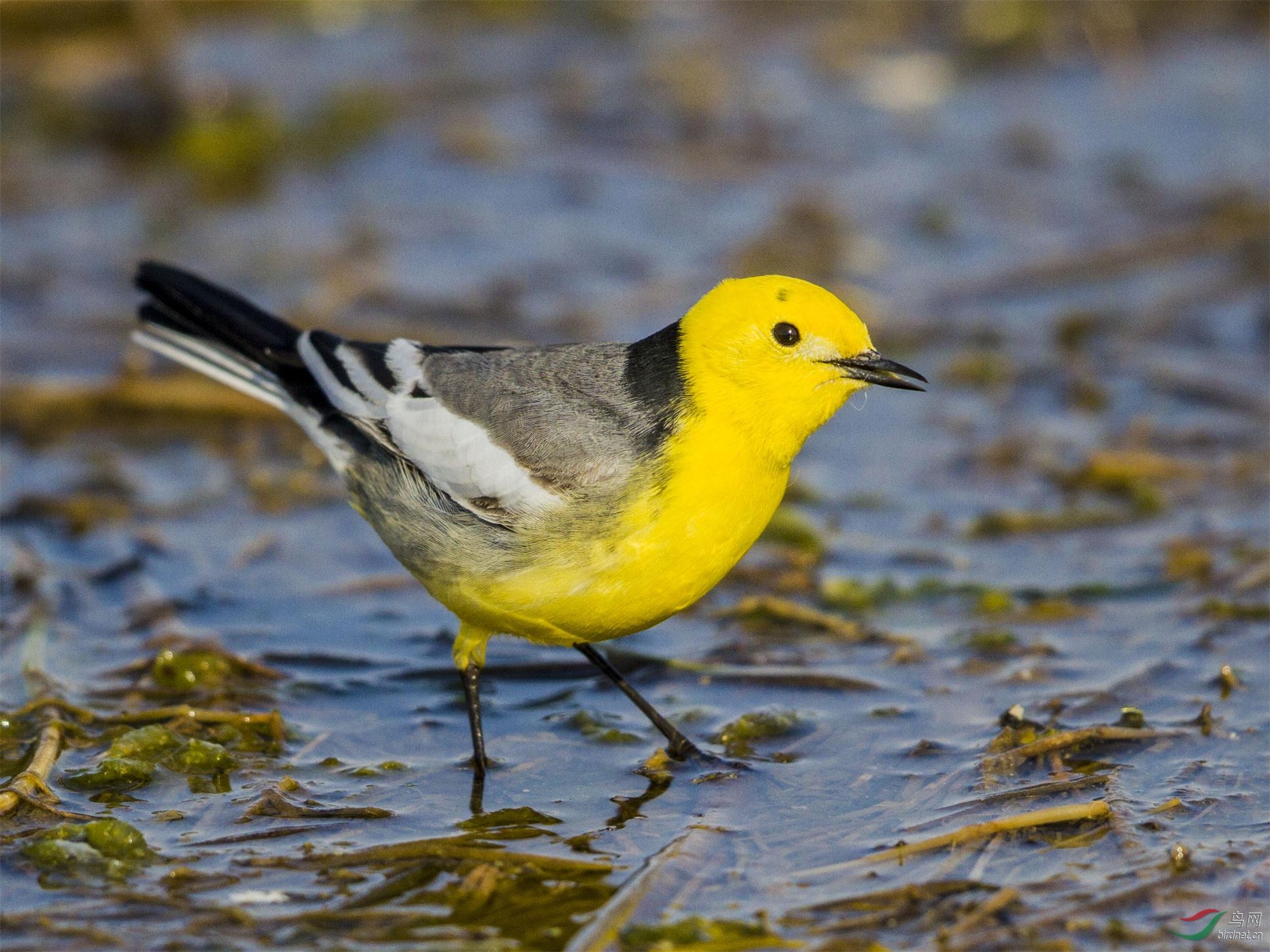 近拍一组黄头鶺灵