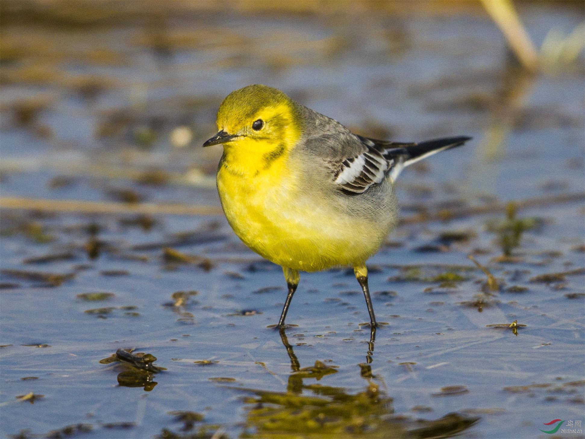 近拍一组黄头鶺灵