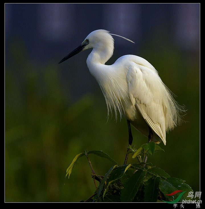 休息的白鹭