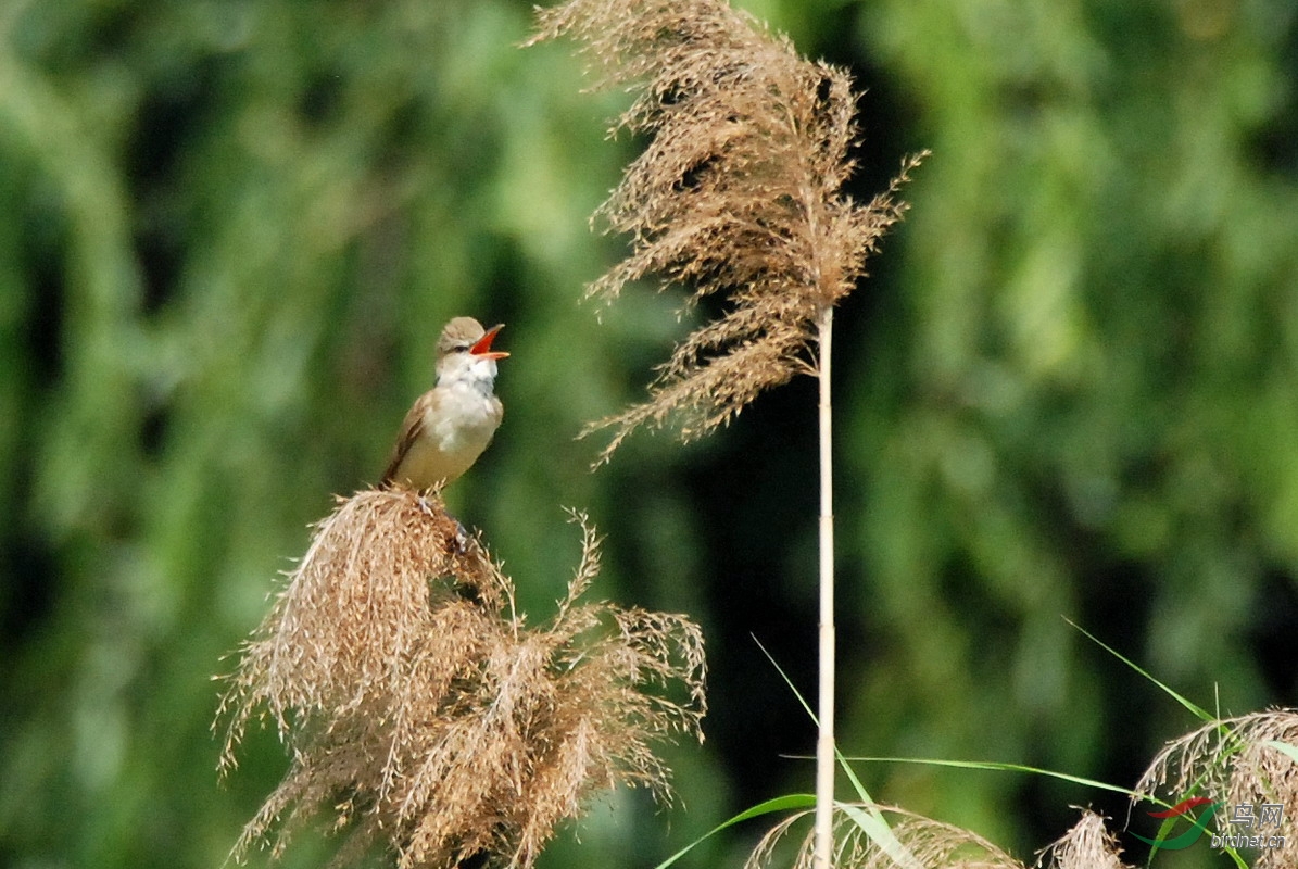 芦花上的东方大苇莺 - 林鸟版 forest birds 鸟网