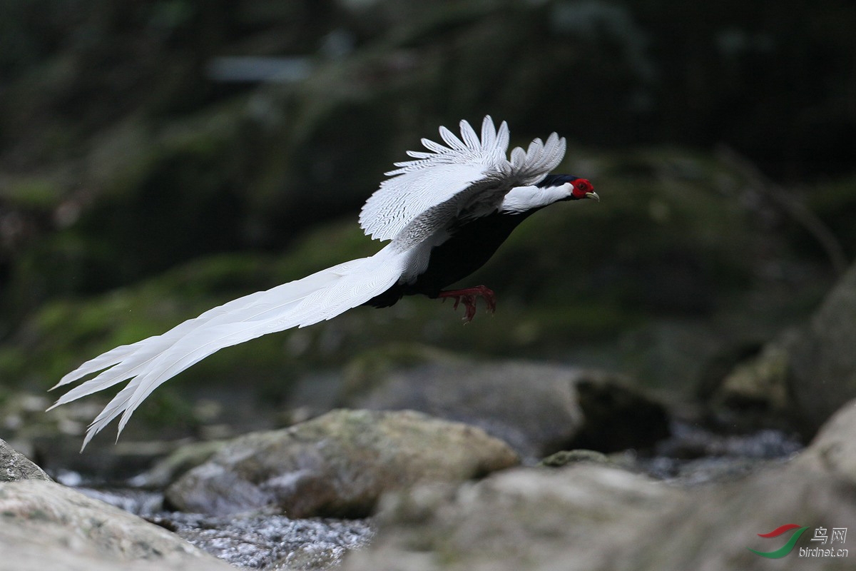 (白鹇)鸟中仙子--白鹇 - 河南版 henan 鸟网