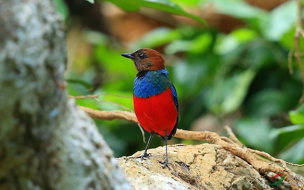 巴拉望孔雀菲律宾拍鸟日记