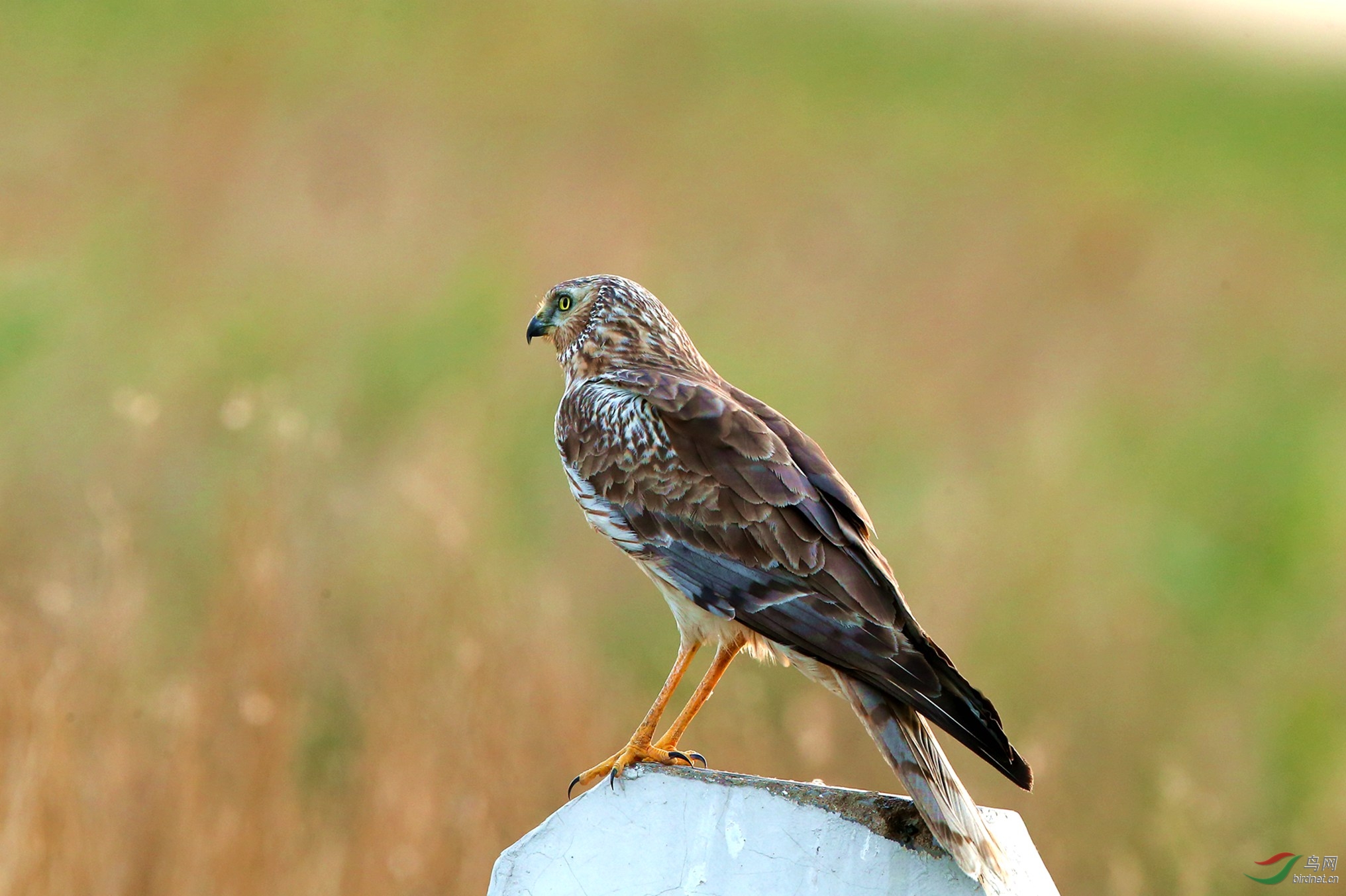 (鹊鹞)迟发的鹊鹞