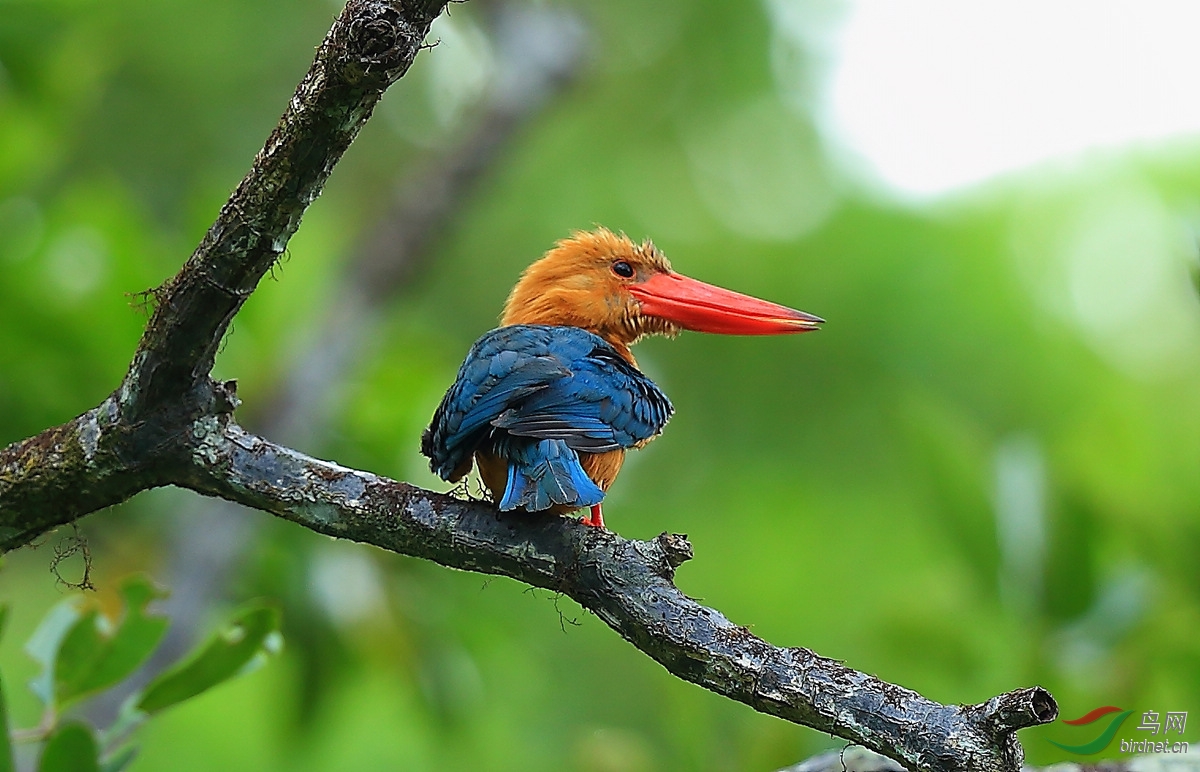 巴拉望孔雀菲律宾拍鸟日记