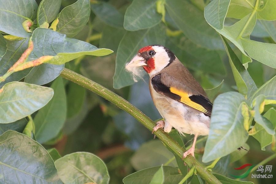 3.紅額金翅雀?