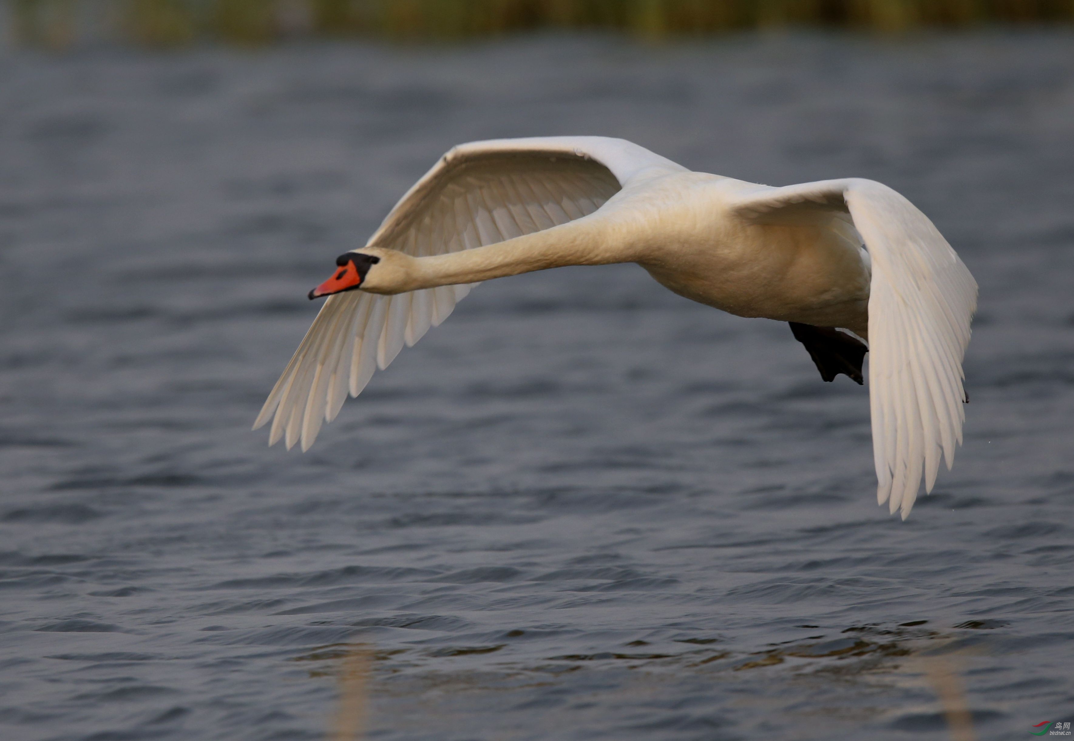 乌梁素海疣鼻天鹅